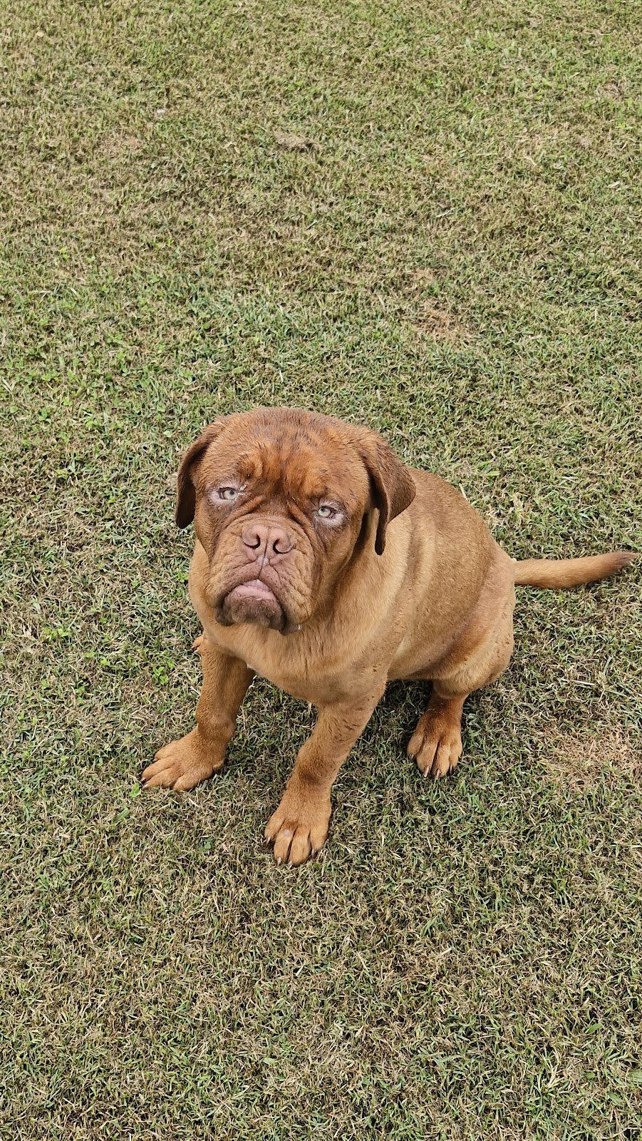 Lukes pet sitting Brisbane Northside | Jayleigh Ct, Morayfield QLD 4506, Australia | Phone: 0414 672 586