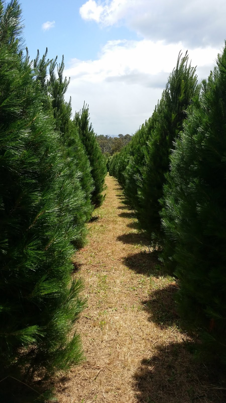 Yarra Valley Christmas Tree Farm | store | 290 Clegg Rd, Wandin North VIC 3139, Australia | 0359644777 OR +61 3 5964 4777