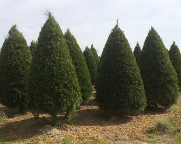 Coburg Christmas Trees | store | 75 Ohea St, Coburg VIC 3058, Australia | 0393541676 OR +61 3 9354 1676