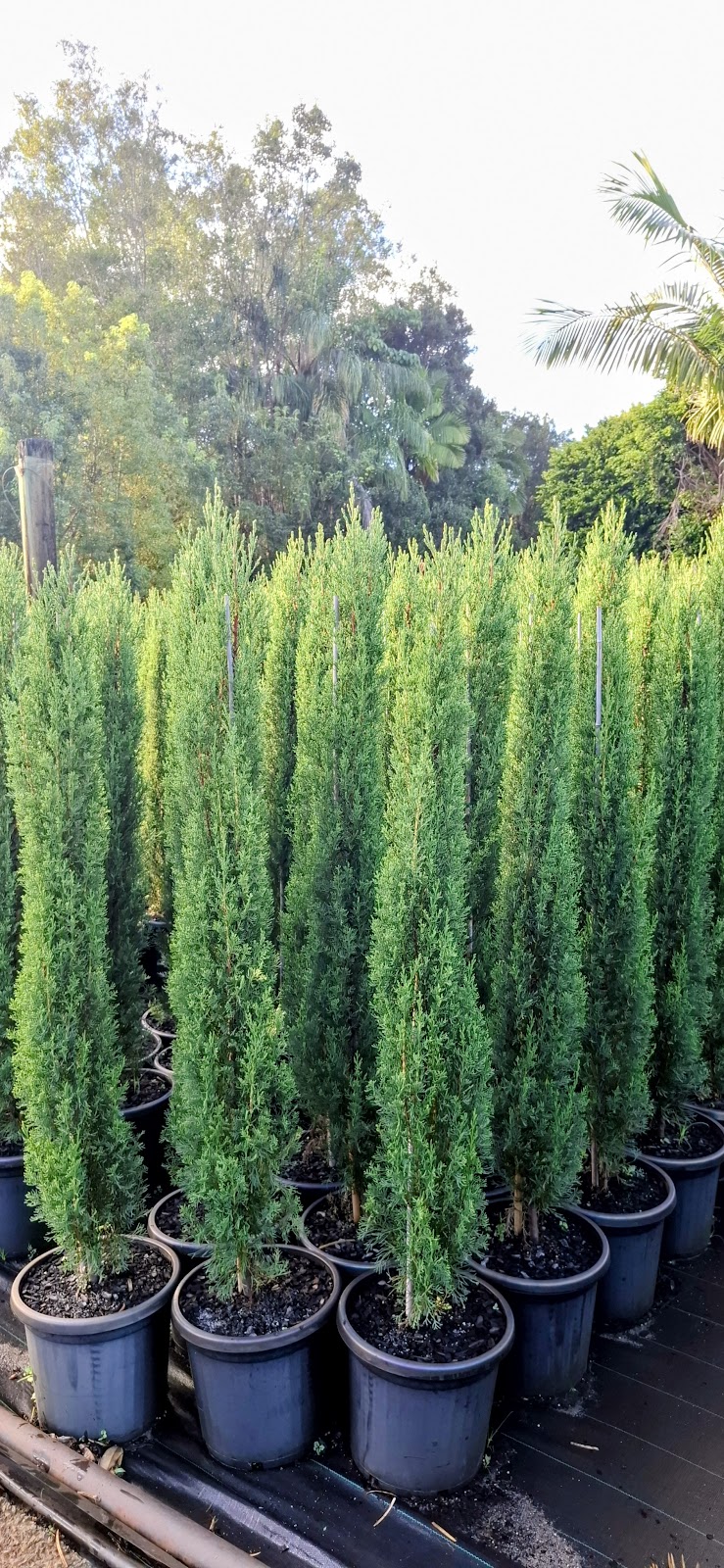 Cedarwood Nursery | 66 Warwick Park Rd, Wooyung NSW 2483, Australia | Phone: 0416 929 029
