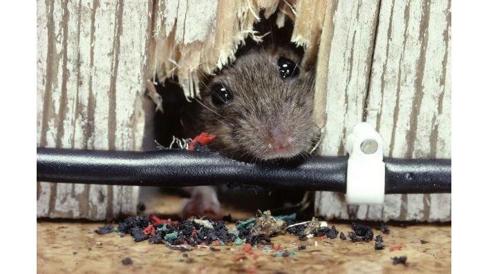 Pest Control Auburn and Termite Inspections Auburn | 23 New St, Auburn NSW 2144, Australia | Phone: 1300 082 552