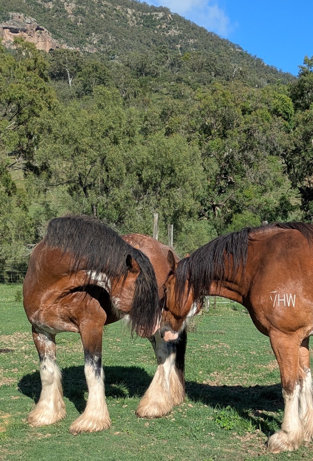 Mygunyah Hunter Country Farm | Mygunyah Hunter Country Farm, 68 Pretoria Row, McCullys Gap NSW 2333, Australia | Phone: 0427 343 366