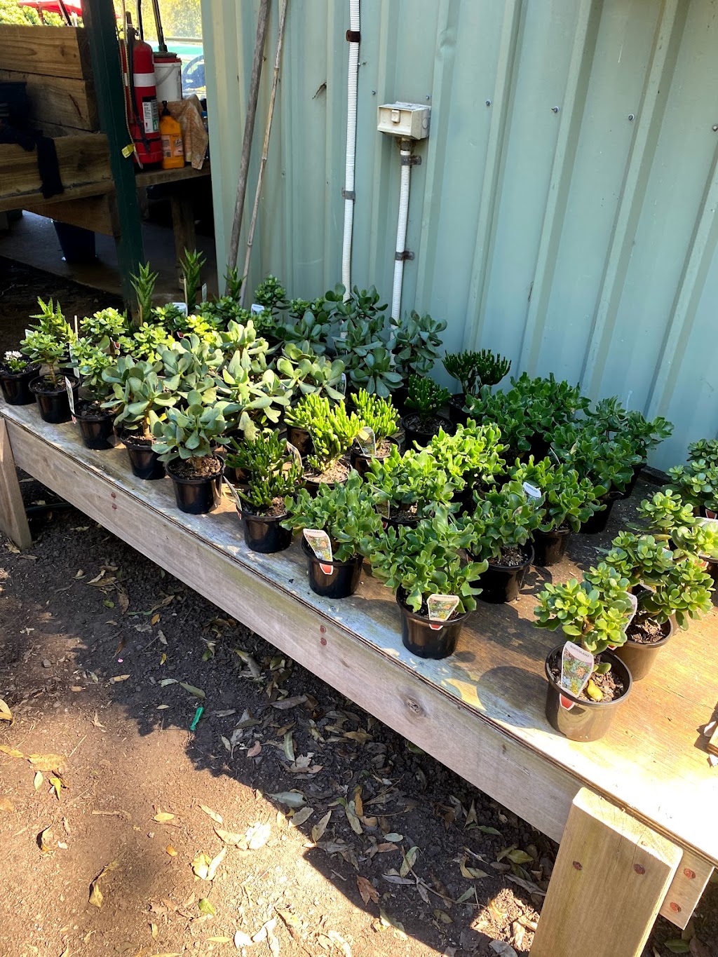 Dalys Native Plants | 57 Weedon St W, Mansfield QLD 4122, Australia | Phone: (07) 3349 0807