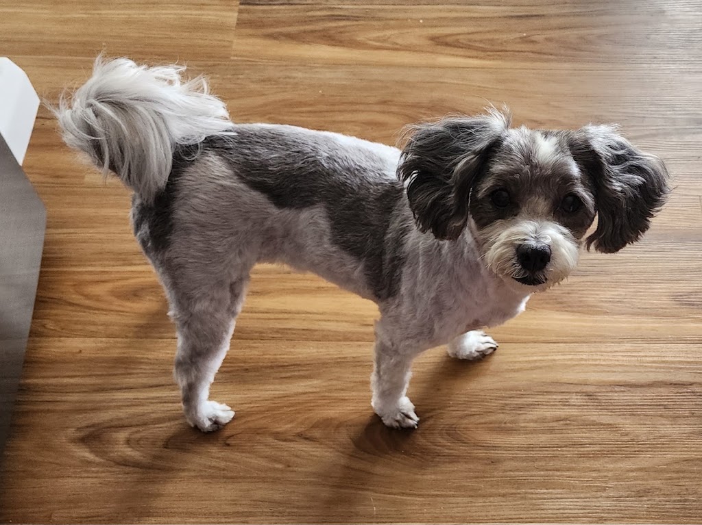 Happy Feet Grooming Parlour | 335 Princes Hwy, Bomaderry NSW 2541, Australia | Phone: 0401 247 023