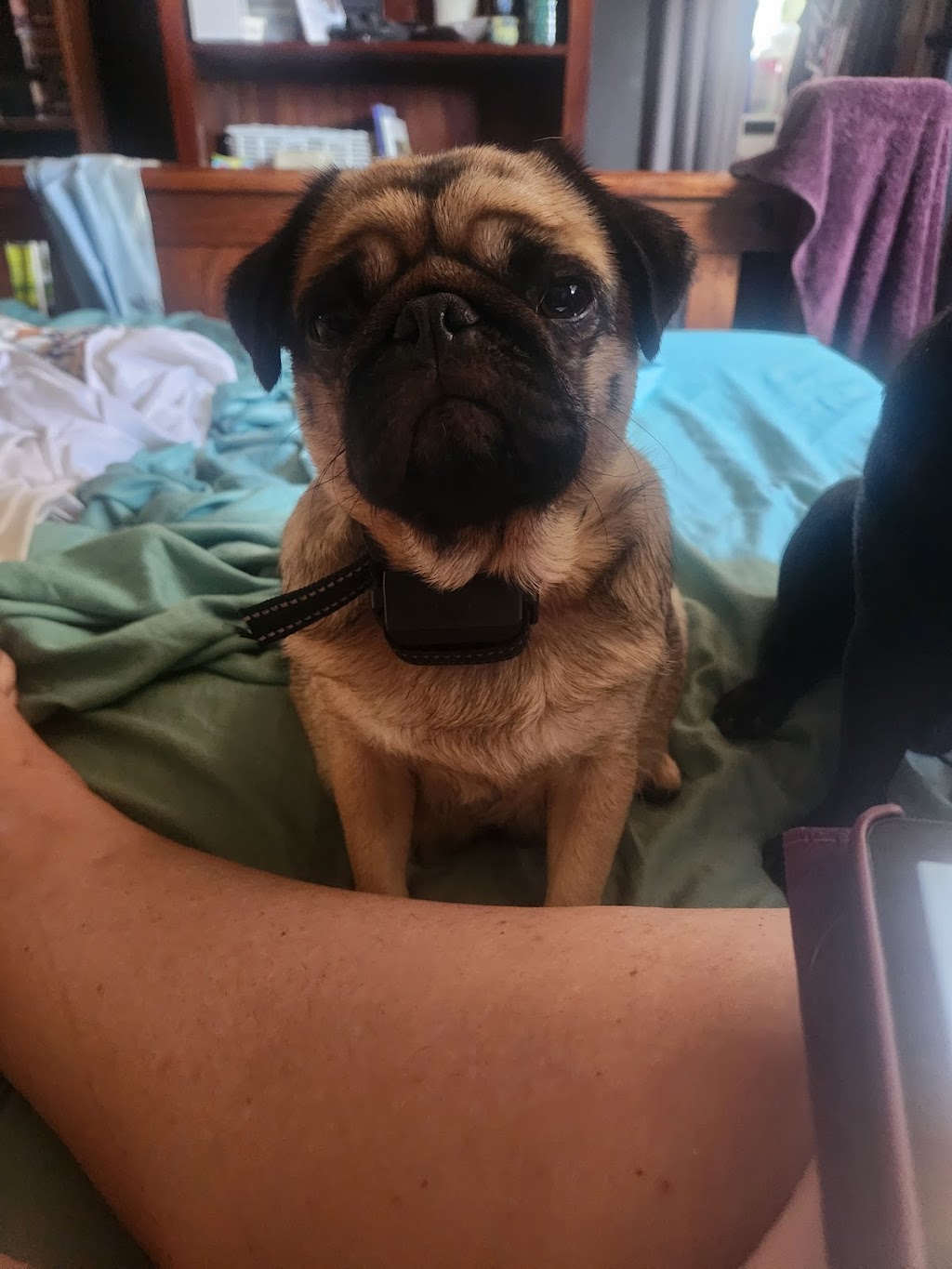 Kazzablanka Kennels and Kattery | Heritage Rd, Rubyvale QLD 4702, Australia | Phone: 0424 671 511