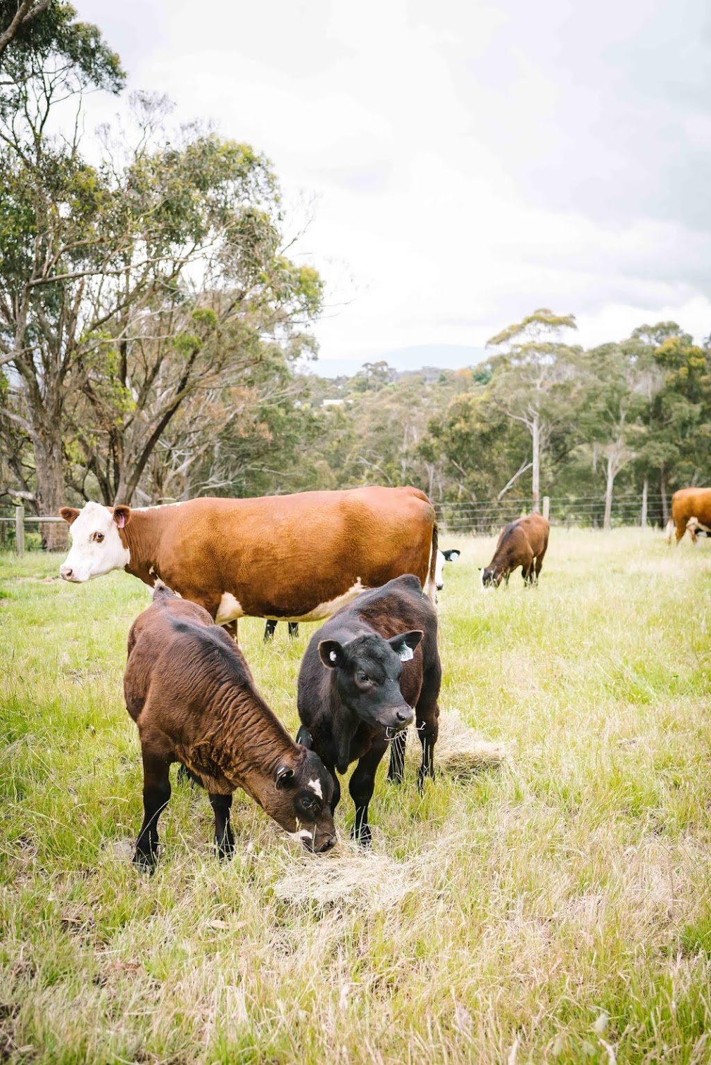 Yarra Valley Cherries | 585 Victoria Rd, Seville VIC 3139, Australia | Phone: (03) 5964 4685