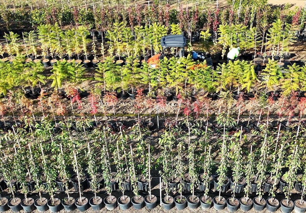 Arboretum Farm | 136 Evans Rd, Nathalia VIC 3638, Australia | Phone: 0428 741 634