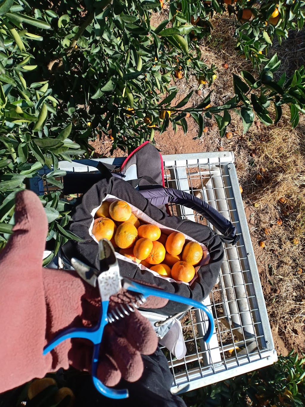 2PH Citrus Farm (Picking) | Locharbor Rd, Emerald QLD 4720, Australia | Phone: 0438 744 632