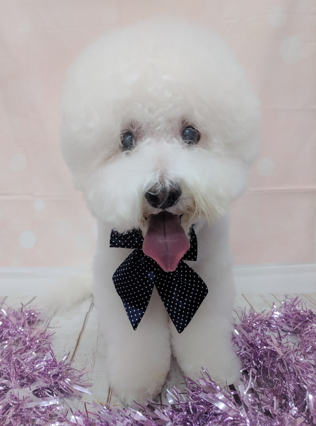K9 Makeovers Dog Grooming |  | 44 Alfred St, Noble Park VIC 3174, Australia | 0395740433 OR +61 3 9574 0433