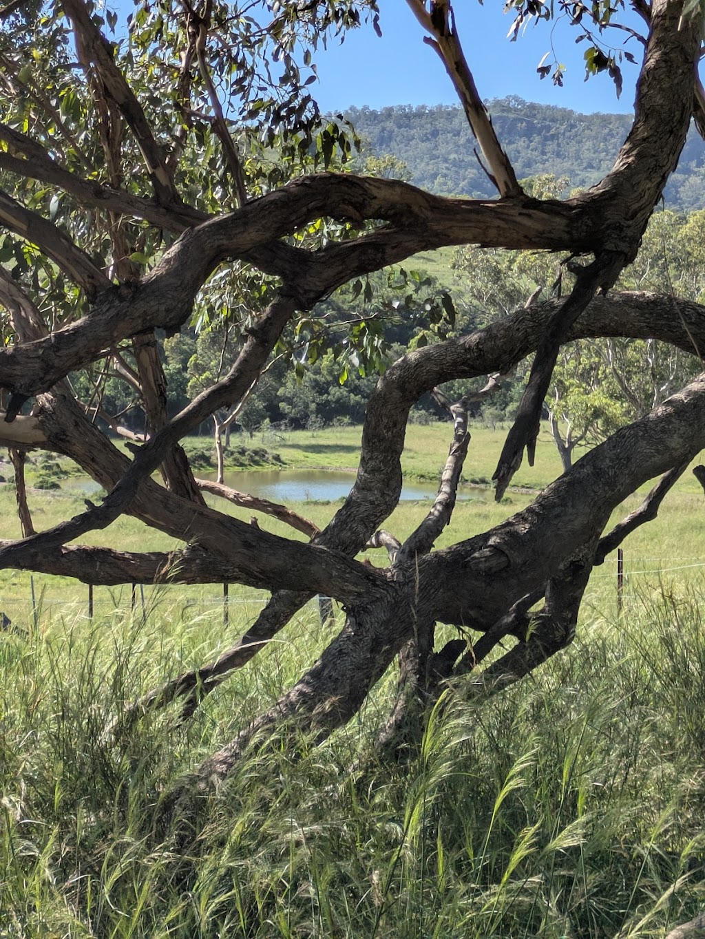Mygunyah Hunter Country Farm | Mygunyah Hunter Country Farm, 68 Pretoria Row, McCullys Gap NSW 2333, Australia | Phone: 0427 343 366