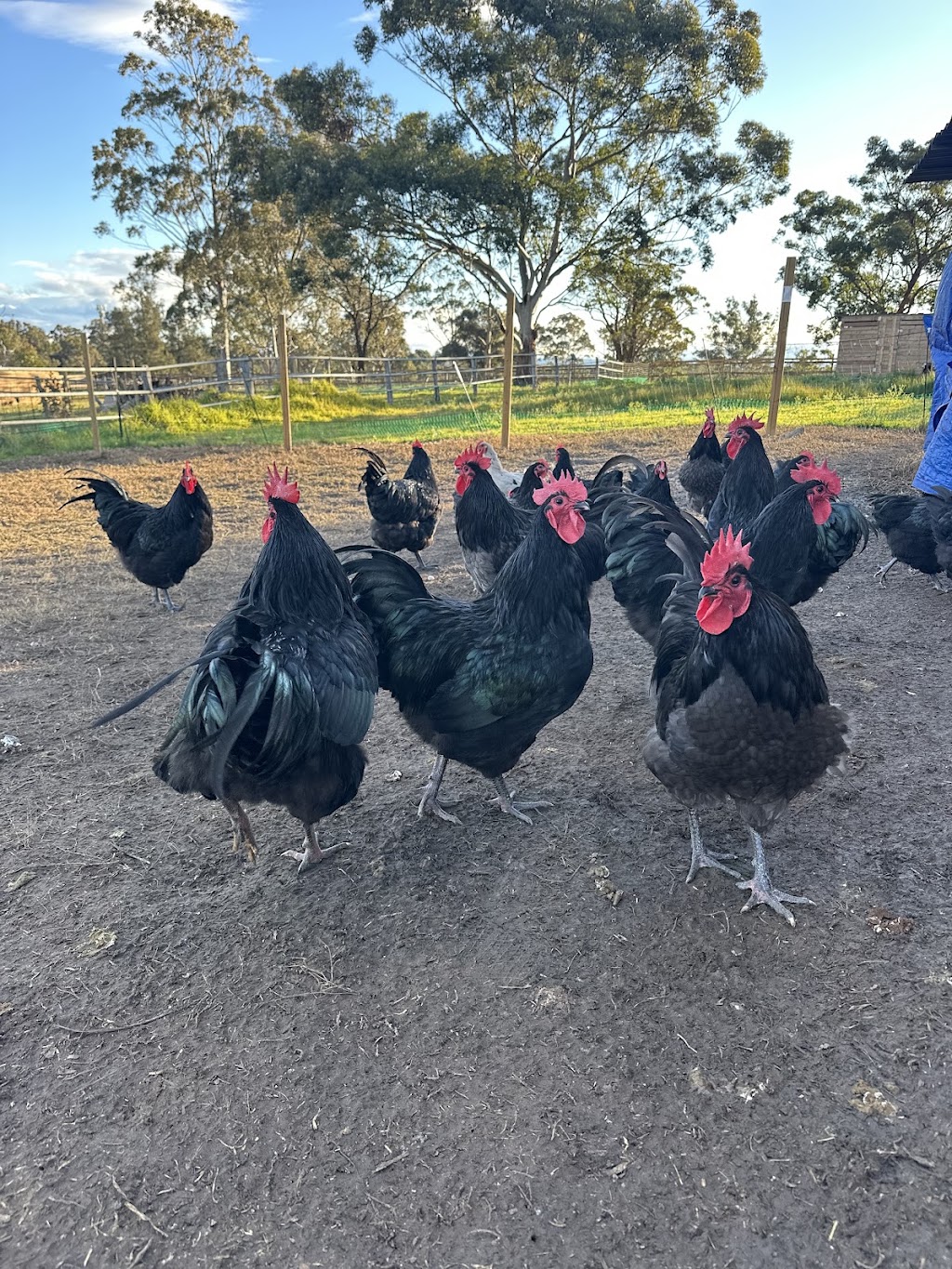 Country chicken | 125b Whitaker Rd, Rossmore NSW 2557, Australia | Phone: 0470 223 878
