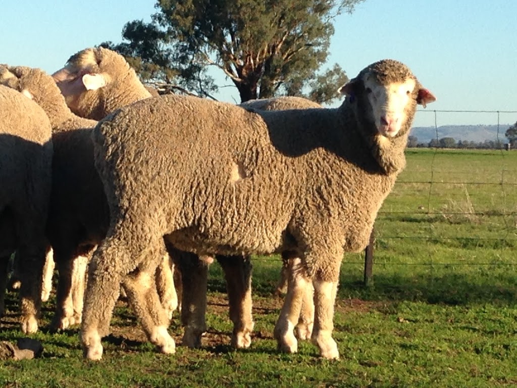 Toland Poll Merino | 1888 Feltrim Rd, Violet Town VIC 3669, Australia | Phone: 0438 981 605