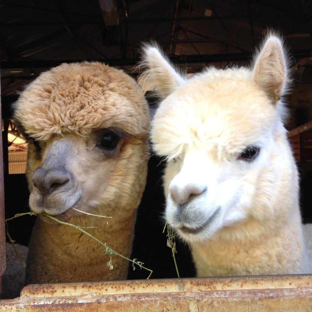 Wahgungurry Alpaca Stud | 2276 Lawrence Rd, Lower Southgate NSW 2460, Australia | Phone: 0419 986 554