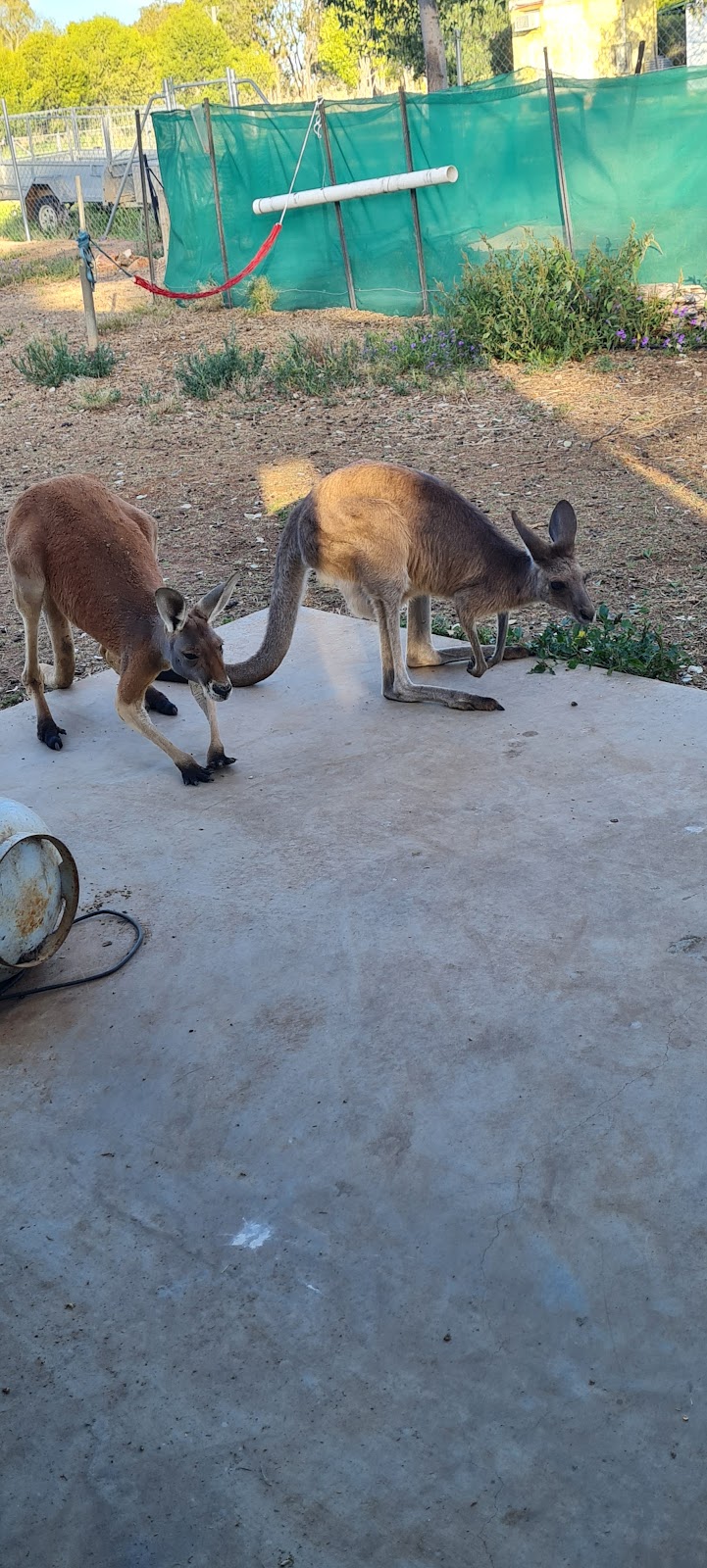 Warrego Wildlife Rescue Rehabilitation & Education Inc. | Redford Rd, Mungallala QLD 4467, Australia | Phone: 0475 095 577