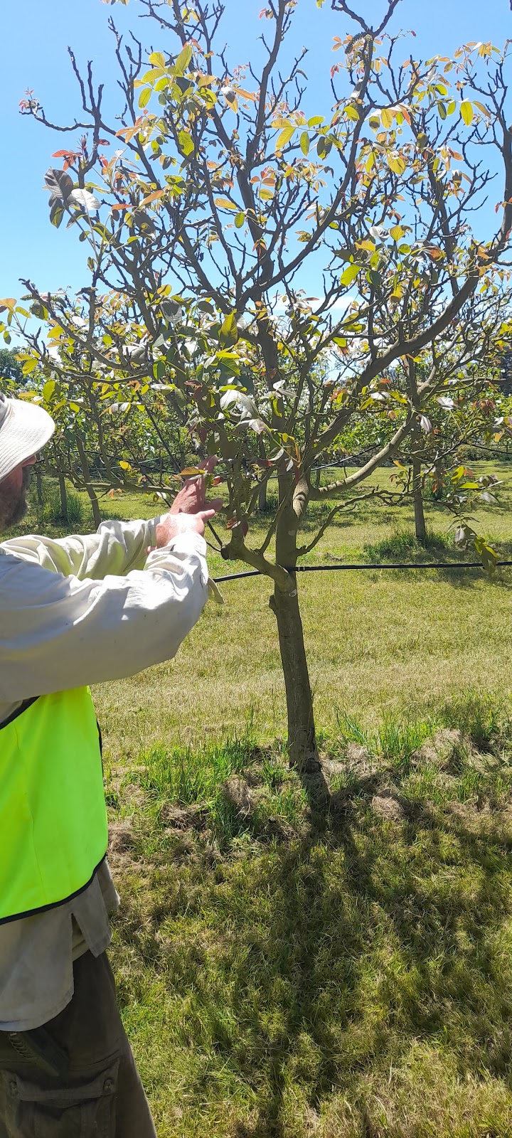 Tamar Valley Organic | 11 Waterton Hall Rd, Rowella TAS 7270, Australia | Phone: 0498 078 198