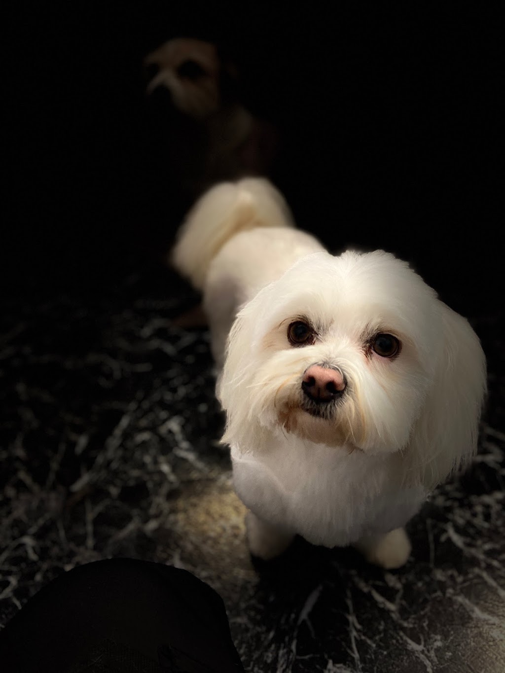 Hootabella Dog Grooming | 53 Pioneer Dr, Roxby Downs SA 5725, Australia | Phone: 0433 838 391