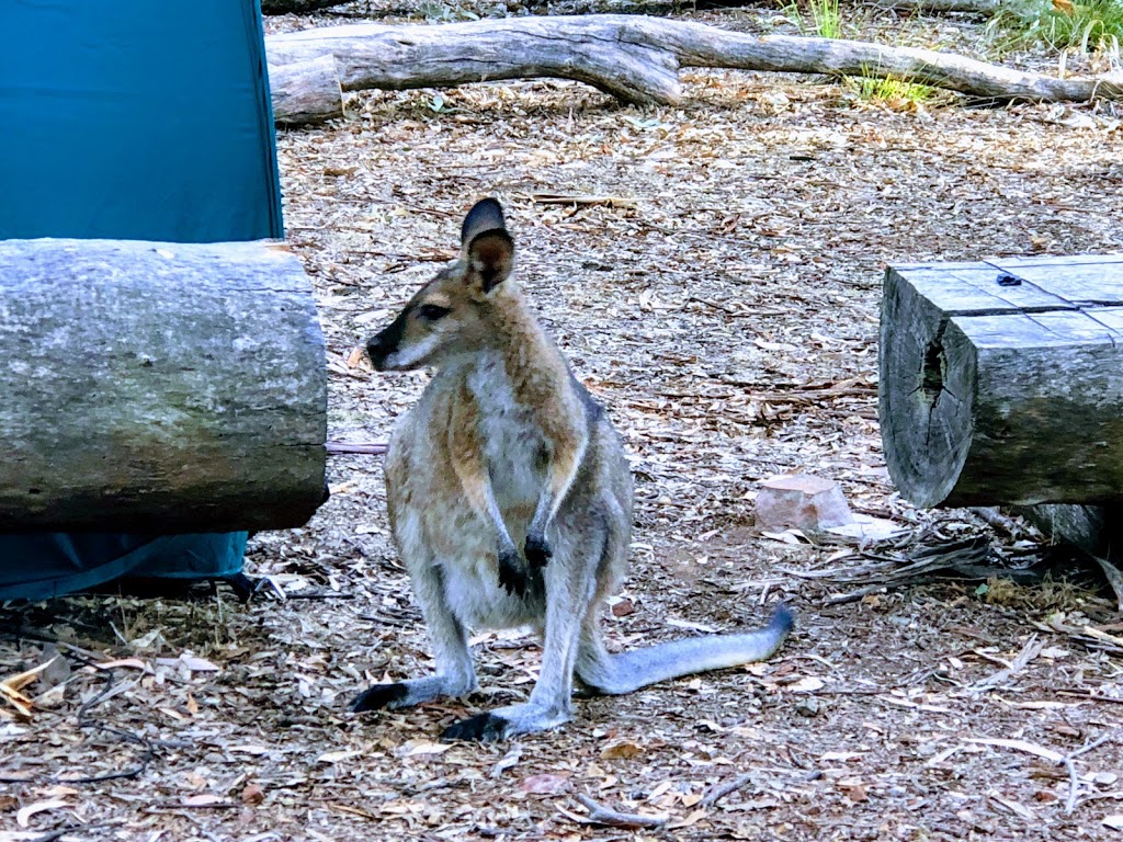 Greenbah campground | Sawpit Gully Trail, Baldry NSW 2867, Australia | Phone: (02) 6332 7640