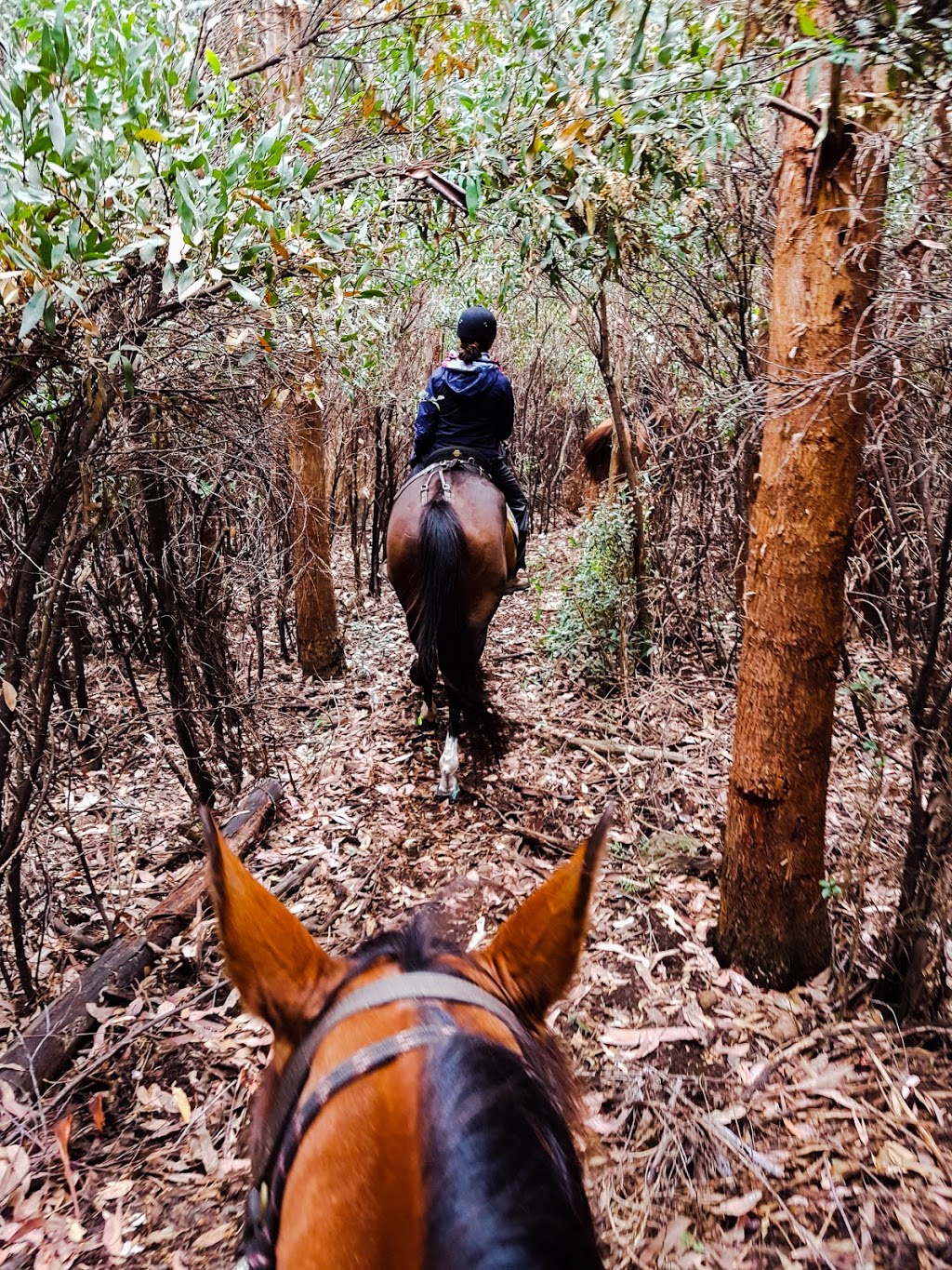 High Country Horse Rides | travel agency | 10 McCormacks Rd., Merrijig VIC 3723, Australia | 0357775590 OR +61 3 5777 5590