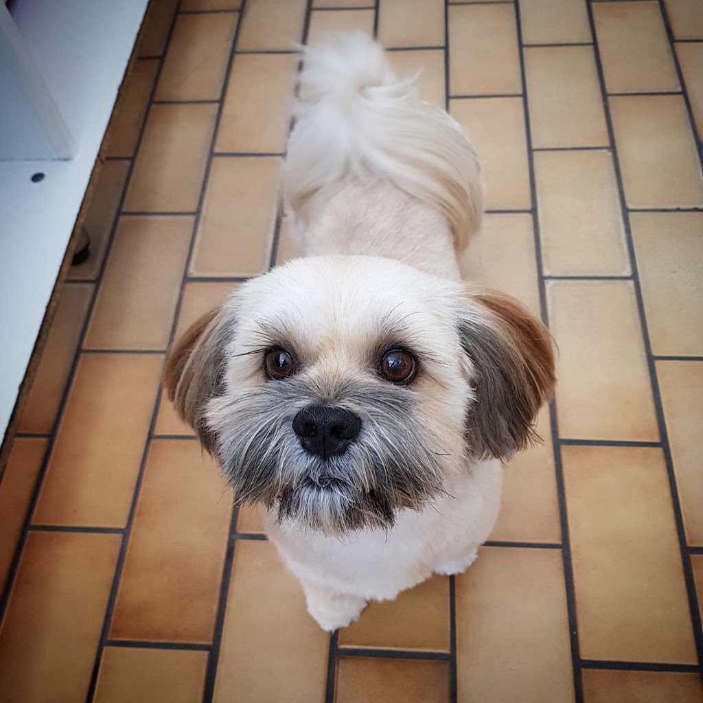 poochie-mama-dog-grooming-128-station-st-aspendale-vic-3195-australia