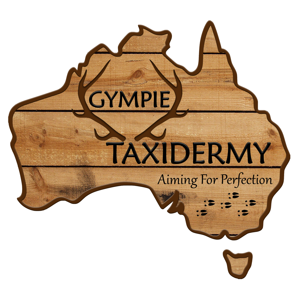 Gympie Taxidermy |  | 51 Watergum Dr, Pie Creek QLD 4570, Australia | 0417342555 OR +61 417 342 555