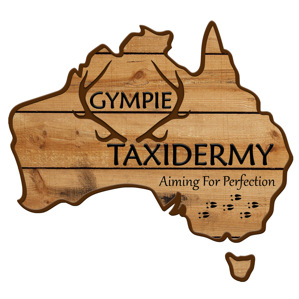 Gympie Taxidermy | 51 Watergum Dr, Pie Creek QLD 4570, Australia | Phone: 0417 342 555