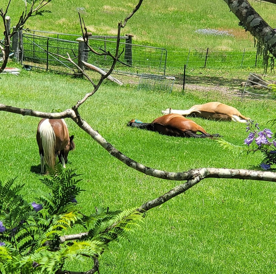 Gungarra Gardens | 486 Mount Tully Rd, Mount Tully QLD 4380, Australia | Phone: 0408 440 481