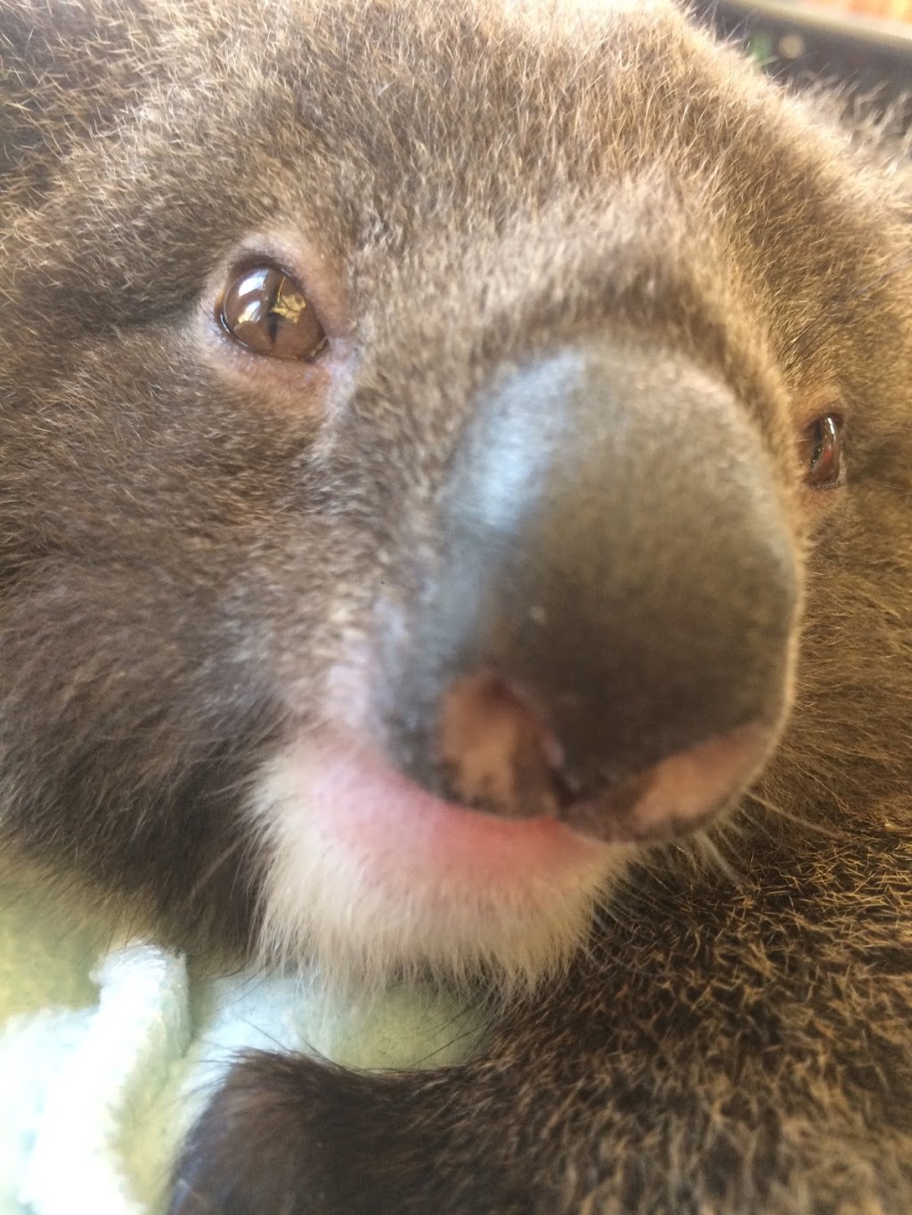 Adelaide and Hills Koala Rescue - 1300KOALAZ Inc | Bowen Rd, Tea Tree Gully SA 5091, Australia | Phone: 1300 562 529