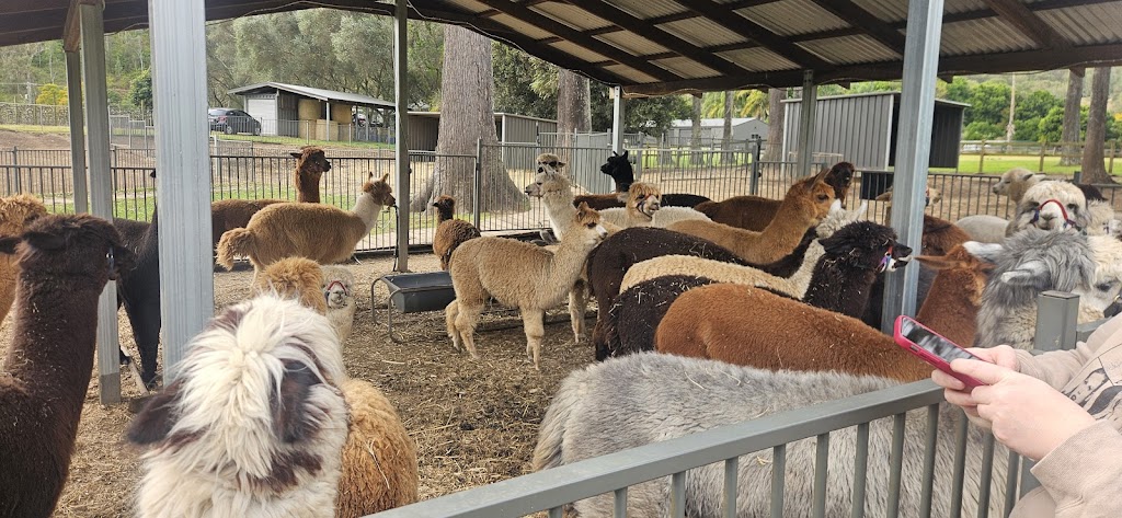 Mountview Alpaca Farmhouse | 679 Lamington National Park Rd, Canungra QLD 4275, Australia | Phone: 0490 973 865