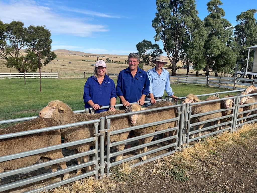 Gum Hill Poll Merino Stud | 56 Gum Hill Rd, Mount Bryan SA 5418, Australia | Phone: 0407 934 027