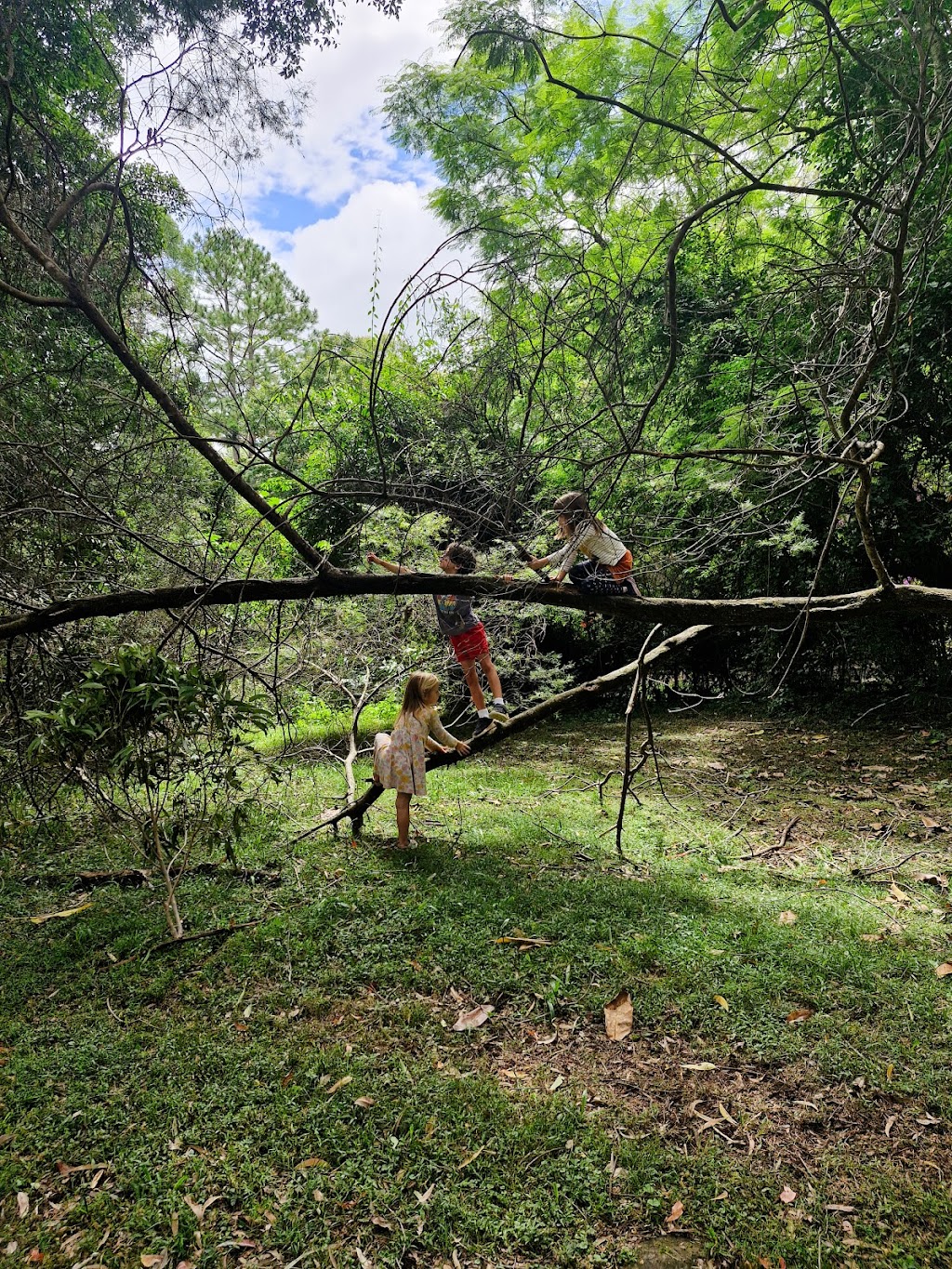 Bushling Nature Play | 167 North Rd, Lower Beechmont QLD 4211, Australia | Phone: 0450 335 628