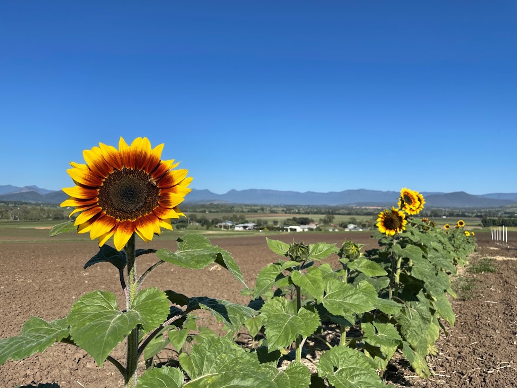 Scenic Rim Flower Farm |  | 56 Warumkarie Rd, Kalbar QLD 4309, Australia | 0418736588 OR +61 418 736 588