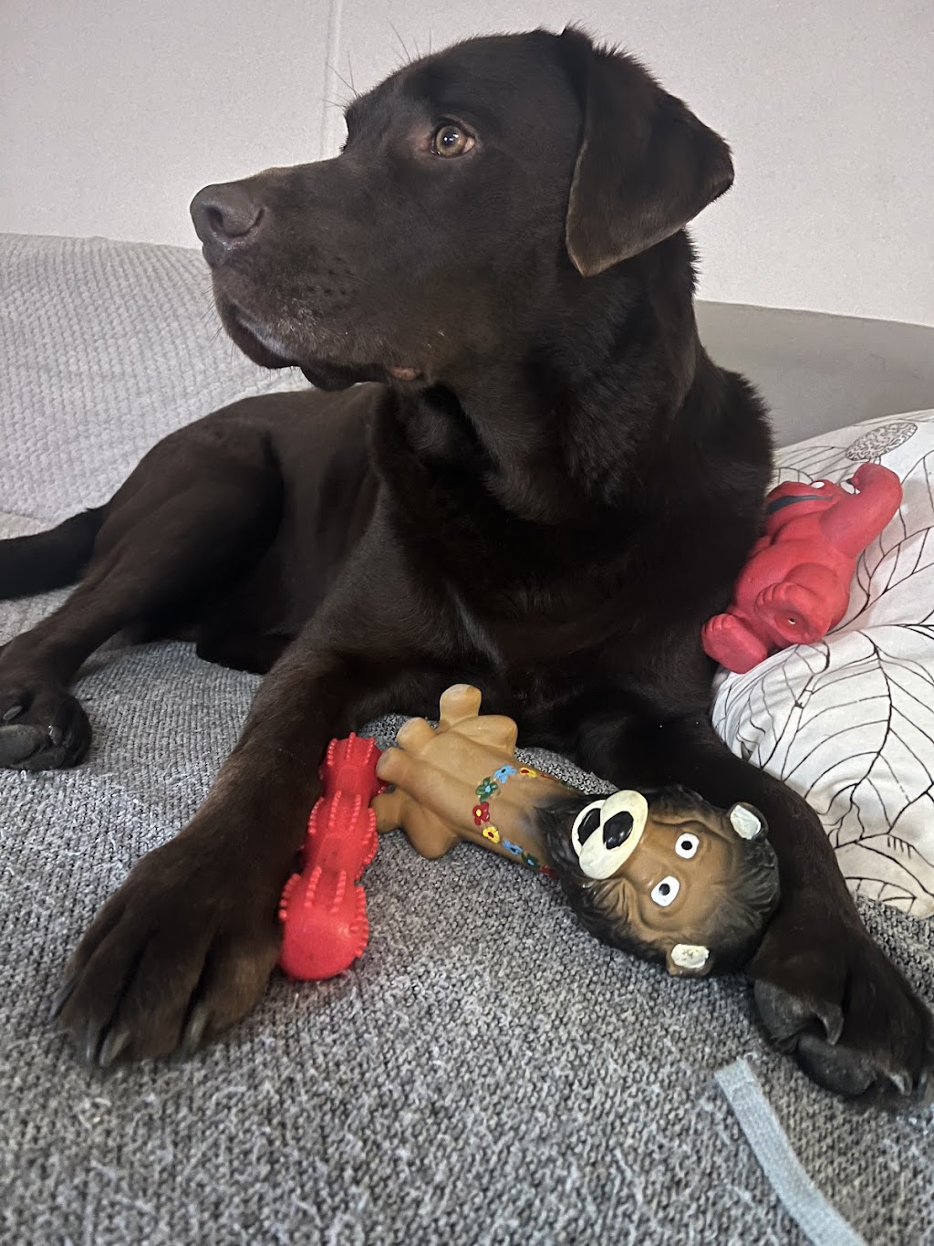 Balanced Paws - Doggy Day Care & Grooming | 4 Invictus Ct, Sale VIC 3850, Australia | Phone: 0478 033 780