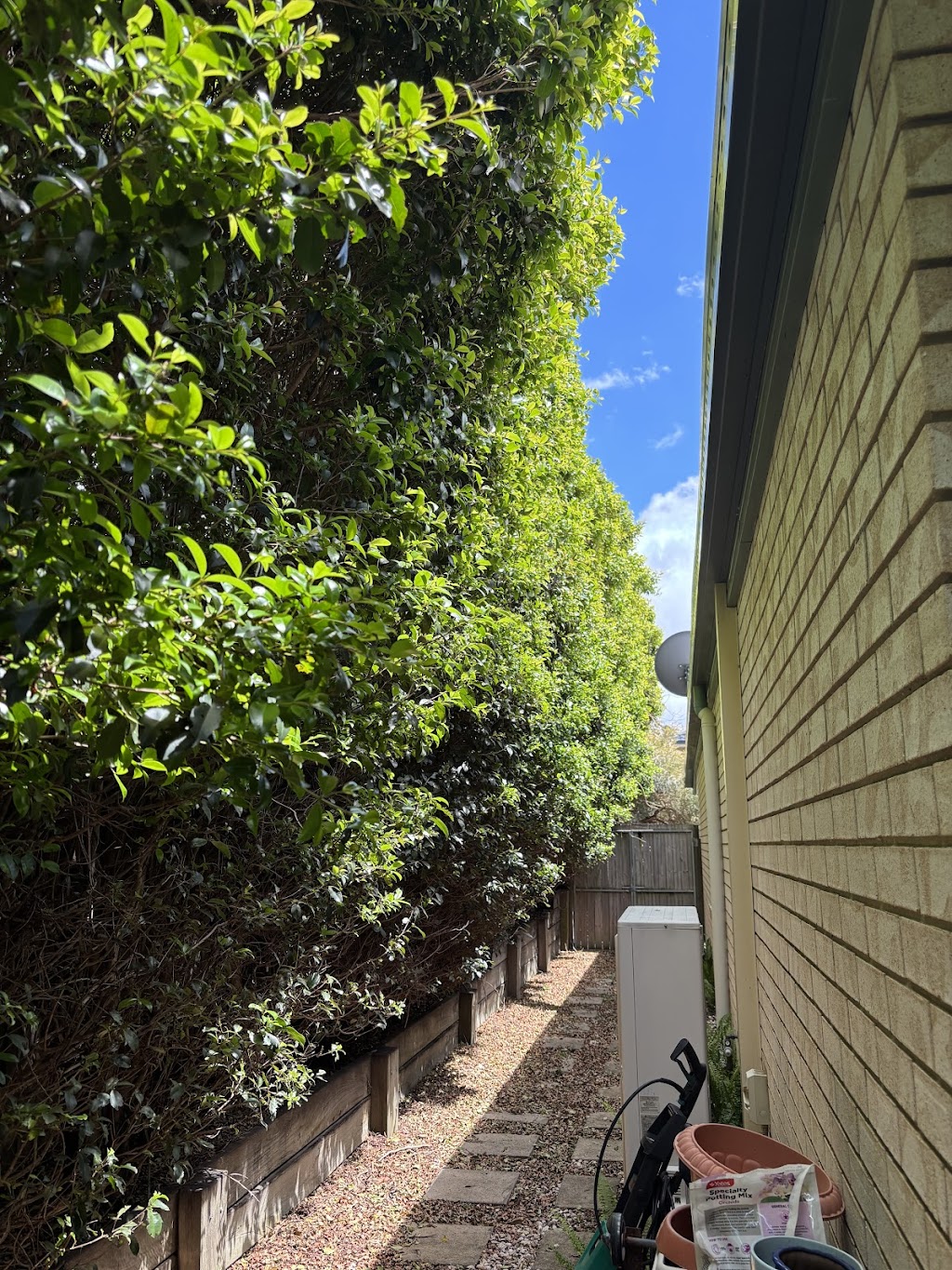 Bayside Trees & Palms | 69 Taylor Rd, Thornlands QLD 4163, Australia | Phone: 0451 785 940