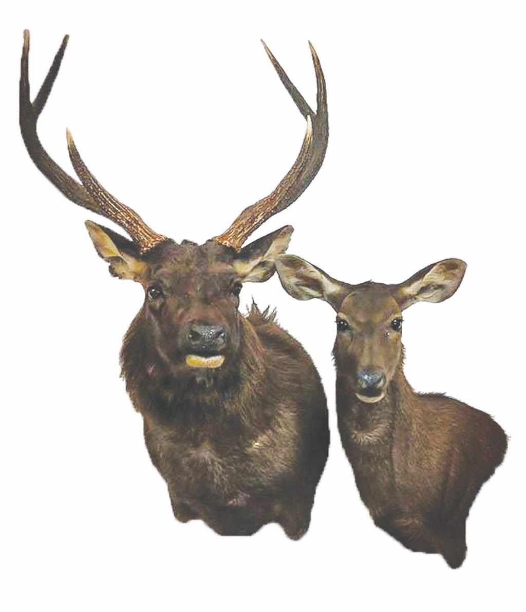 Modern Taxidermy - Taxidermy Supplies and Courses | 17 Castle Rd, Cabarlah QLD 4352, Australia | Phone: 0428 749 915