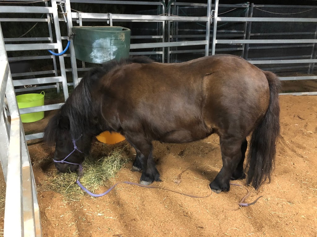 Goondiwindi & District Veterinary Services Horse Unit | 41 Glasser St, Goondiwindi QLD 4390, Australia | Phone: (07) 4671 3405