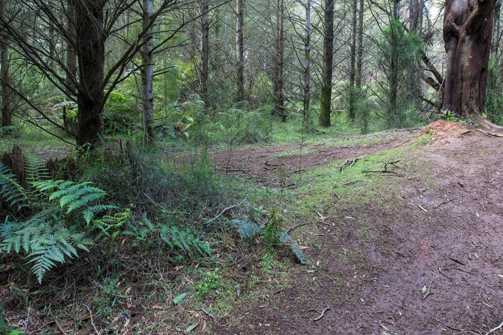Rj Hamer Arboretum - Gardens Of The Dandenong - Pine Trees / Wal | park | Olinda VIC 3788, Australia