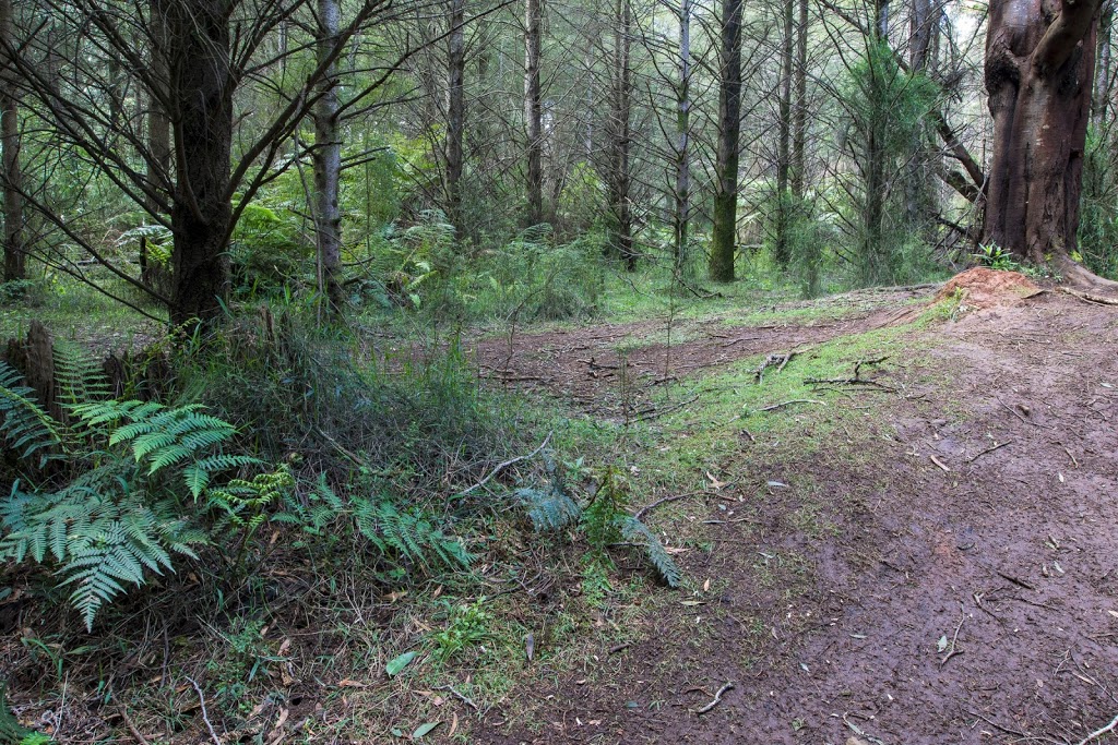 Rj Hamer Arboretum - Gardens Of The Dandenong - Pine Trees / Wal | Olinda VIC 3788, Australia