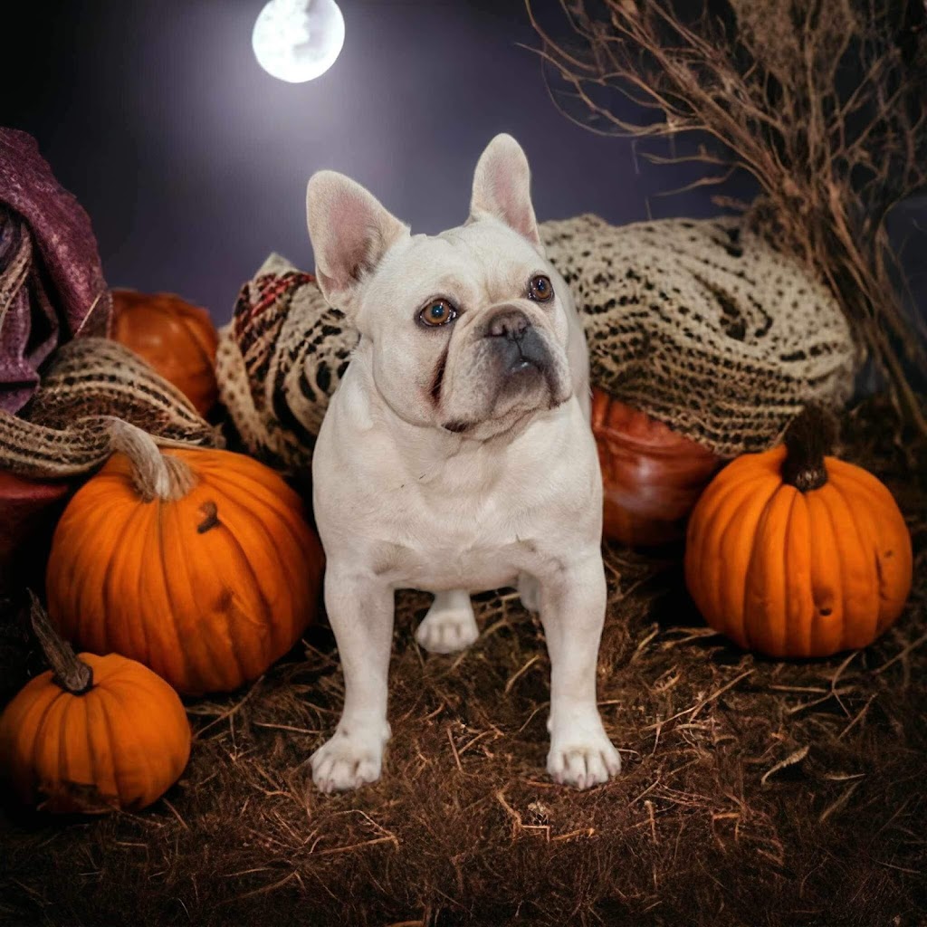 BIBBYBOO FRENCH BULLDOGS | Gatton Esk Rd, Mount Hallen QLD 4312, Australia | Phone: 0411 823 322