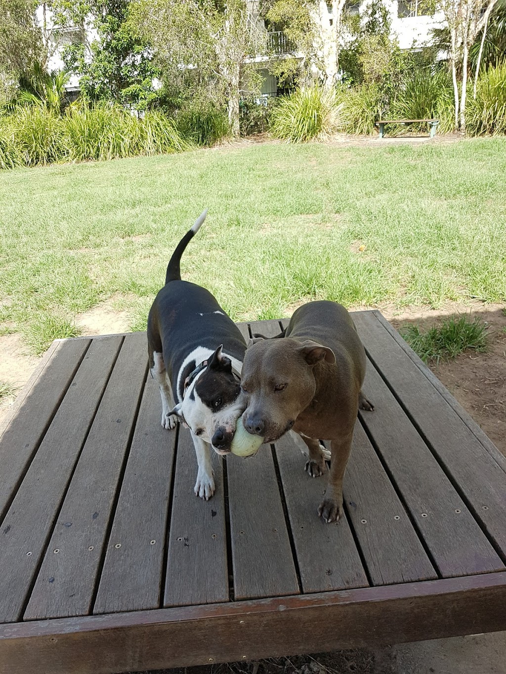Sippy Downs Dog Park | park | Sippy Downs QLD 4556, Australia