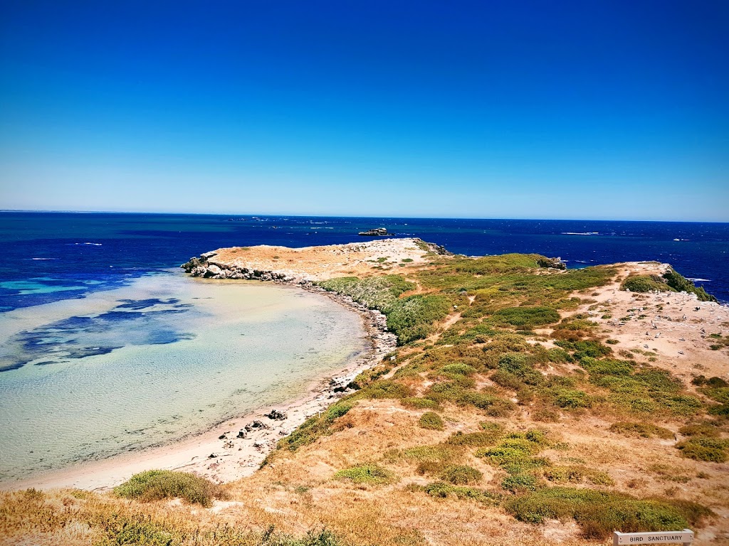 Penguin Island | Penguin Island, Perth WA 6168, Australia | Phone: (08) 9591 1333