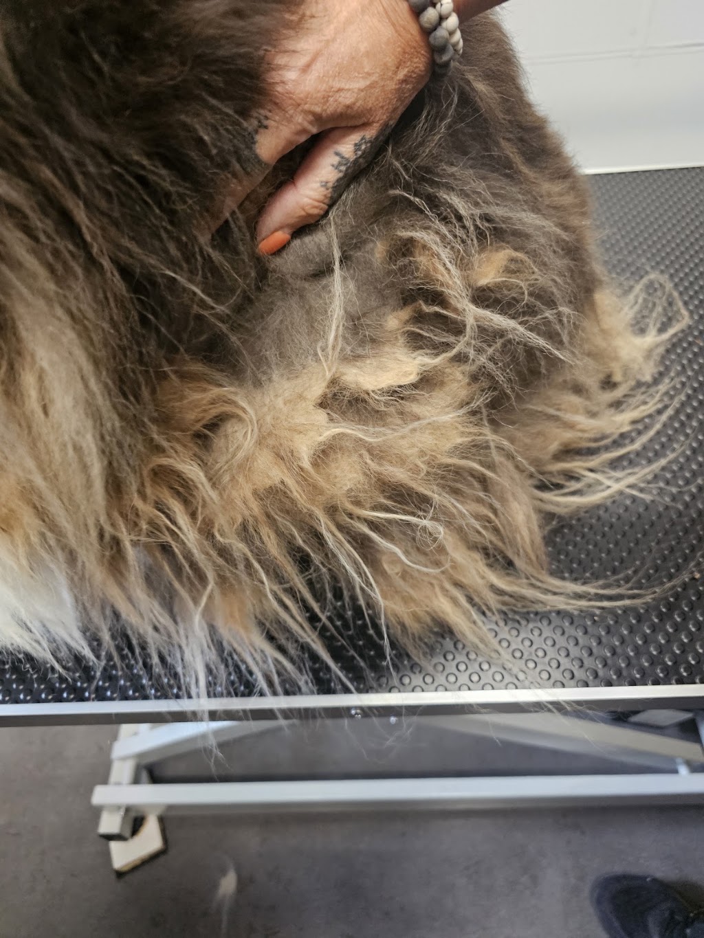 Pooch Pamper Grooming | 515 Wallan Rd, Whittlesea VIC 3757, Australia | Phone: 0432 328 644