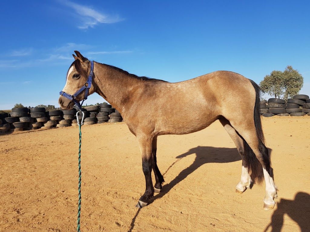 Buy and sell Training and breaking horse service | 49 Cherry Vale Pl, Young NSW 2594, Australia | Phone: 0458 275 879