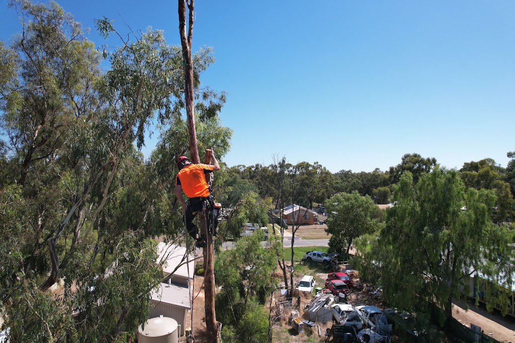 Total Tree & Stump Removal pty Ltd | 60 Robinson St, Murchison VIC 3610, Australia | Phone: 0457 283 085