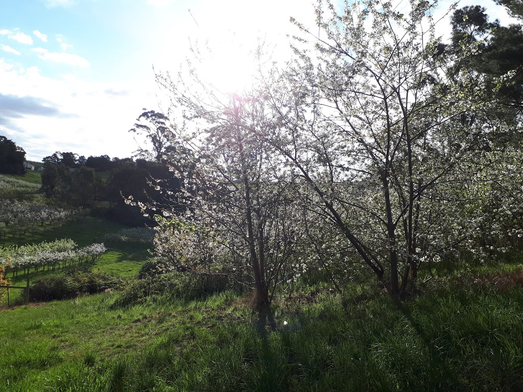 Cherrytime Orchard | 1917 Lobethal Rd, Lobethal SA 5241, Australia | Phone: (08) 8389 6902