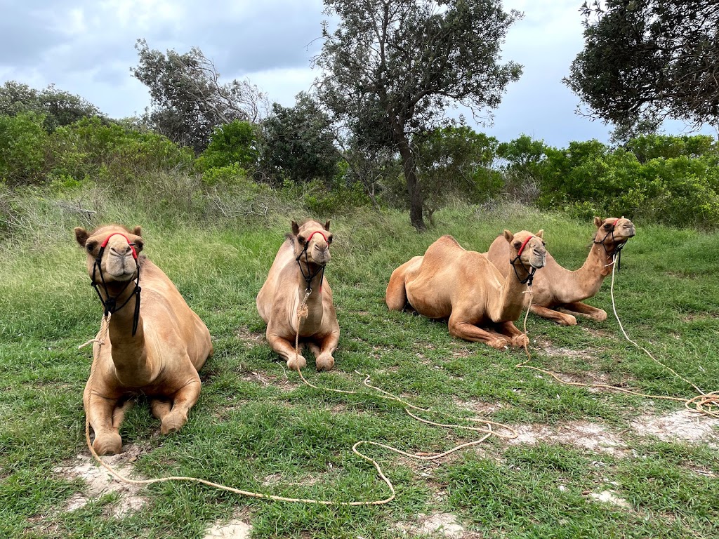 Noosa Camel Rides | 240a Wilderness Track, Noosa North Shore QLD 4570, Australia | Phone: 0407 631 682