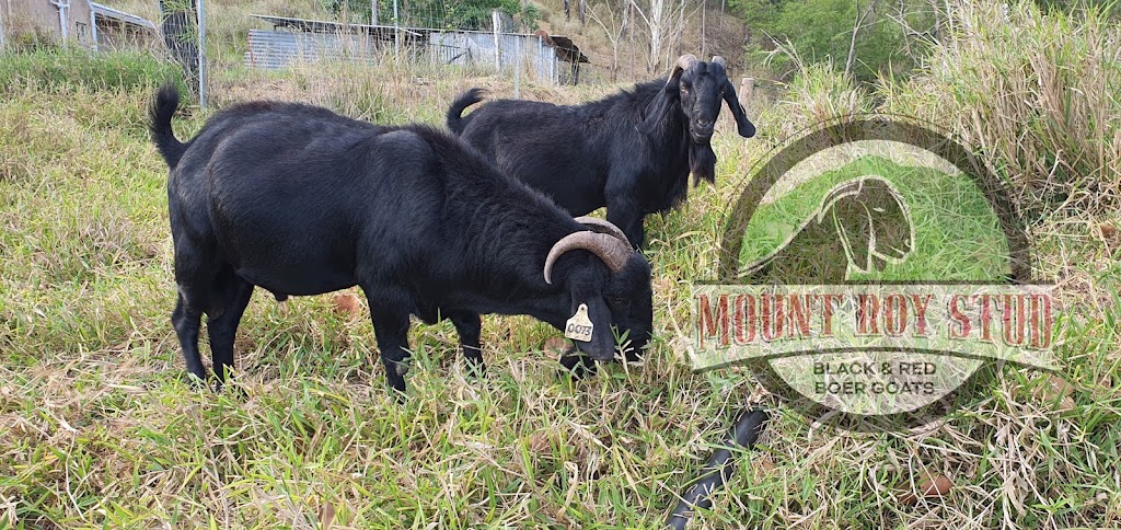 Mount Roy Stud | Pernas Rd, Kuttabul QLD 4741, Australia | Phone: 0437 881 246