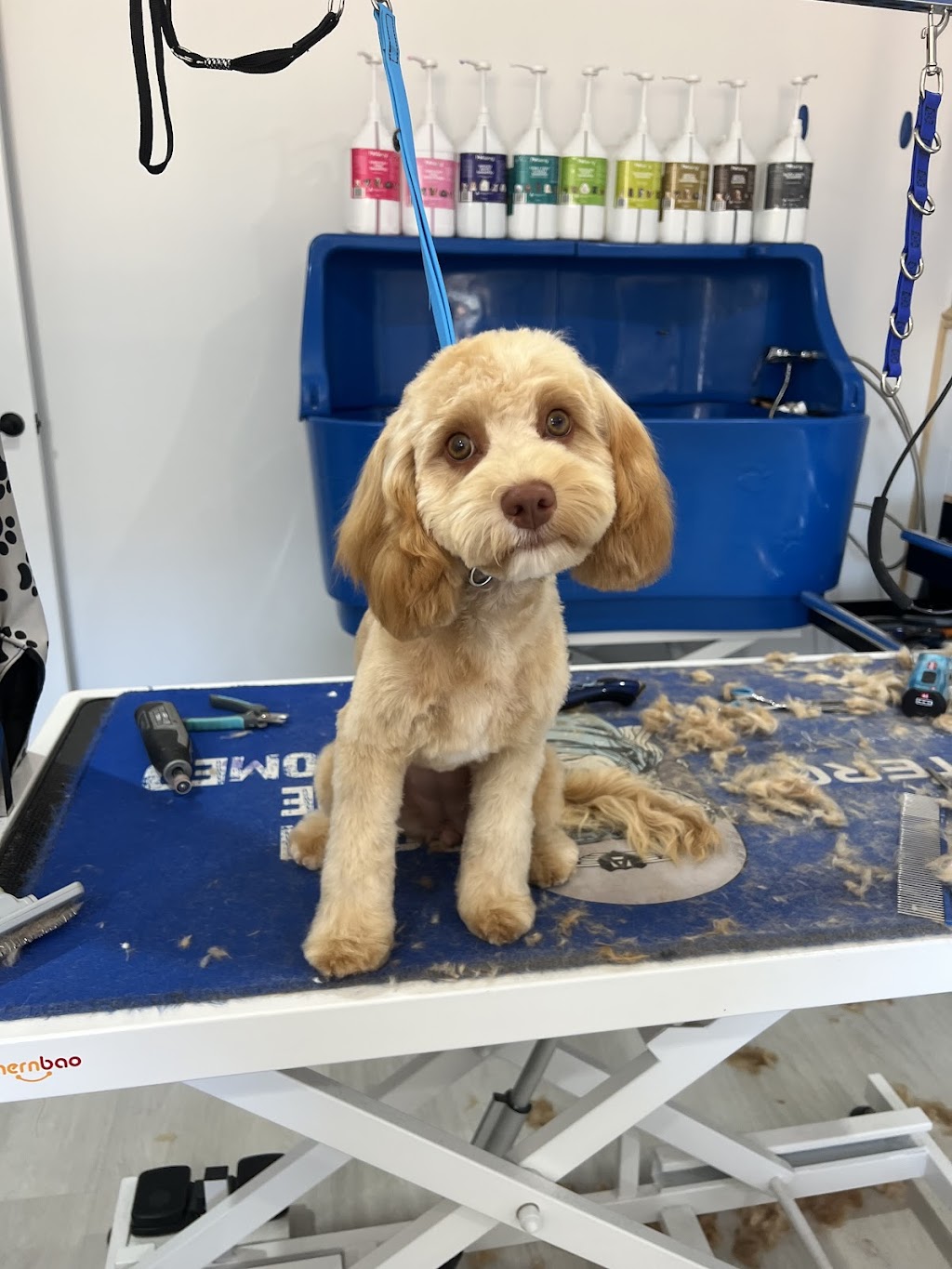 Brixy blues dog grooming | 2 Willis Rd, Leneva VIC 3691, Australia | Phone: 0407 756 150