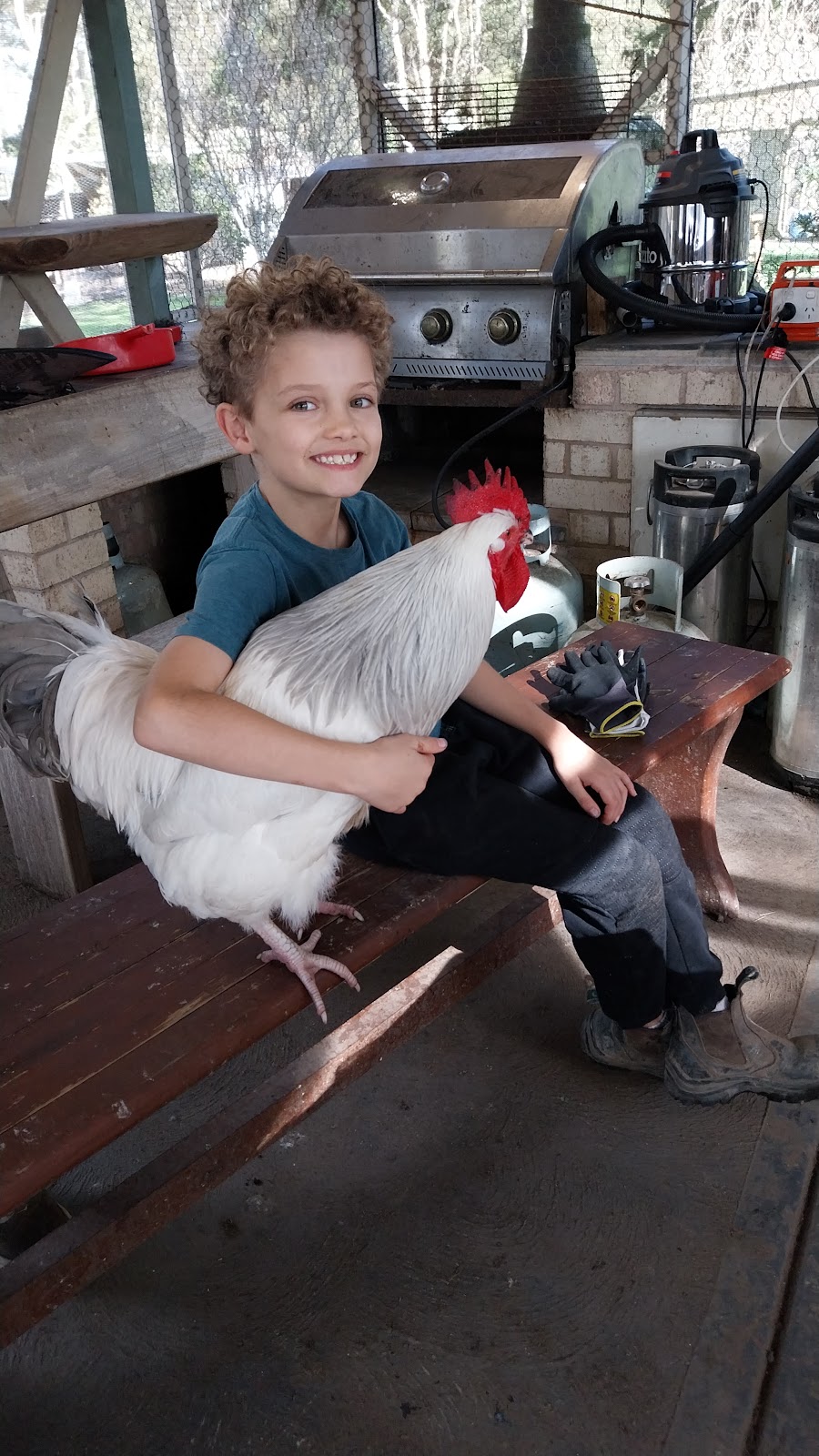 JDs Backyard Hens | 1 Ballat Cl, Medowie NSW 2318, Australia | Phone: 0428 498 298