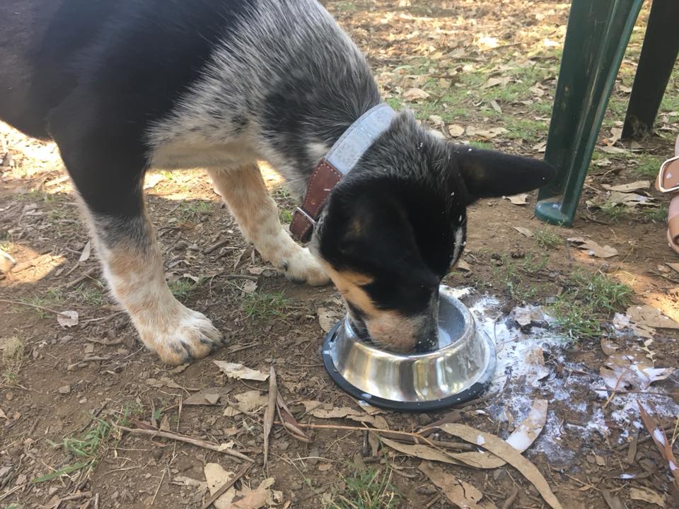 The Dog Spot Cafe | 590a Arina Rd, Bargo NSW 2574, Australia | Phone: 0422 665 744