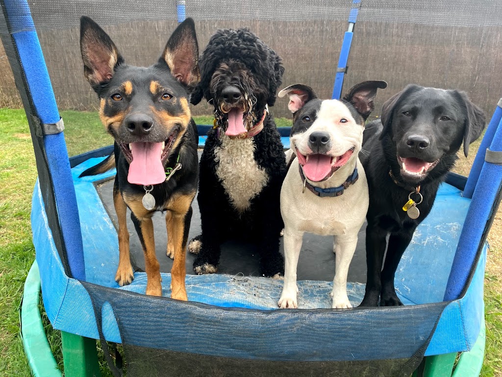 That Dog Place | 580 Bells Rd, Smythes Creek VIC 3351, Australia | Phone: 0407 334 136